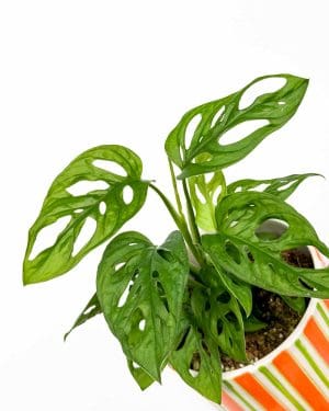 Monstera 'Monkey Mask' (Monstera adansonii) (M)