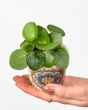 Pilea peperomioides (Pilea sp.) (XS)