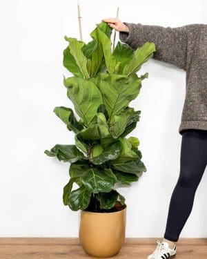 Fíkus lyrata (Ficus) (XXL)