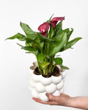 Kala s růžovými květy (Zantedeschia) (M)