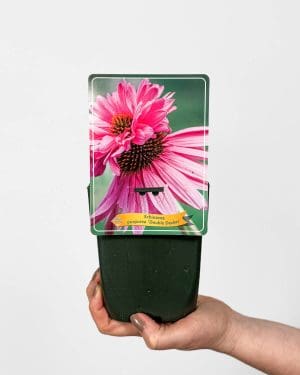 Třapatka nachová 'Double-Decker' (Echinacea purpurea) (M)