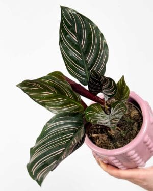 Kalatea ornata (Calathea) (M)