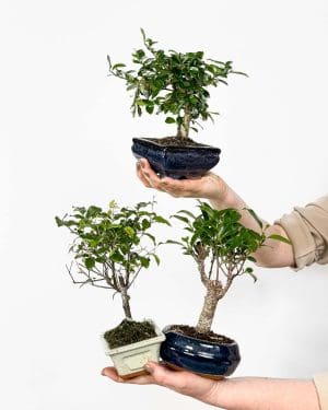 Bonsaj (Fikus benjamina) (M)