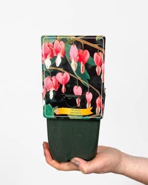 Srdcovka nádherná (Dicentra spectabilis) (M)