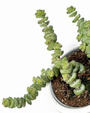 Tlustice 'Hottentot' (Crassula marnieriana) (XS)