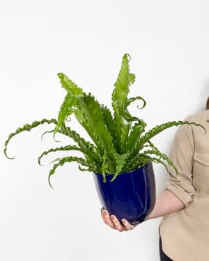 Sleziník ptačí hnízdo 'Osaka' (Asplenium nidus) (L)