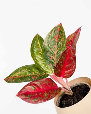 Aglaonema 'Dark Star' (Aglaonema) (M)