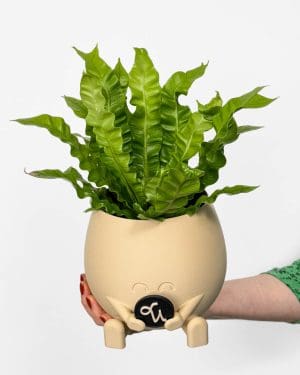 Praprot 'Crispy Wave' (Asplenium nidus) (M)