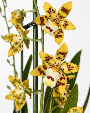 Orchidej Cambria 'Remember Burkhard Holm' (Oncidopsis) (M)