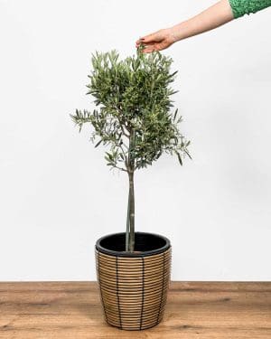 Olivovník (Olea europaea) (XL)