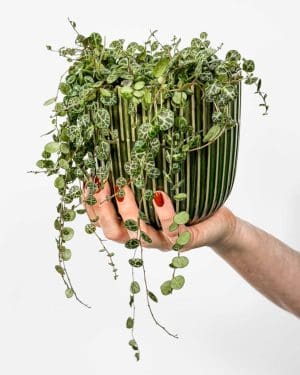 Řetěz želv (Peperomia prostrata) (M)