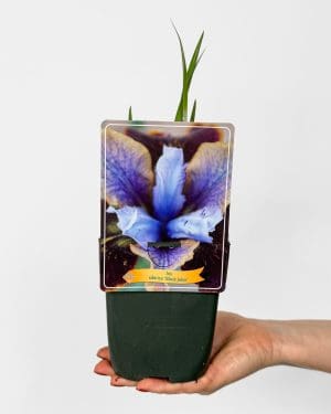 Kosatec sibiřský 'Black Joker' (Iris sibirica) (M)