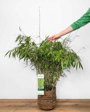 Bambus 'Pingwu' (Fargesia robusta) (XL)