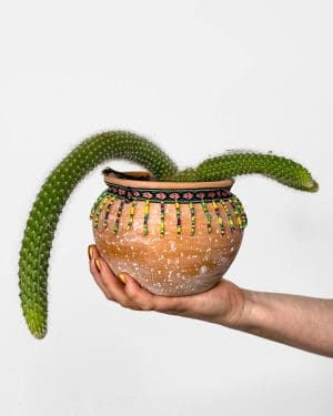 Kaktus 'Monkey's Tail' (Hildewintera colademononis) (M)