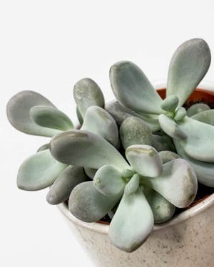 Moonstone sukulent (Pachyphytum oviferum) (M)