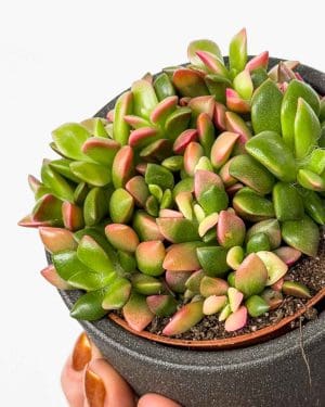 Sunrise suklent (Anacampseros rufescens 'Variegata') (S)