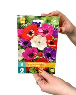 Směs 15 cibulovin sasanky - barevné (Anemone coronaria)