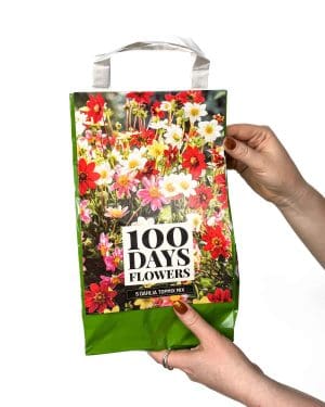 Směs 5 druhů hlíz - Jiřina (Dahlia)