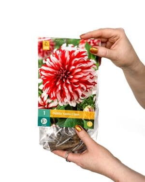 Hlíza Jiřiny ’Santa Claus’ (Dahlia)