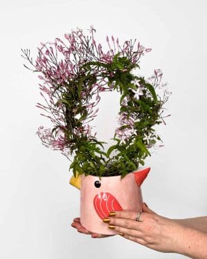 Jasmín mnohokvětý (Jasminum polyanthum) (M)