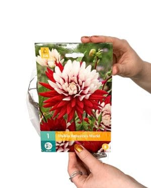 Hlíza Jiřiny ‘Rebecca's World’ (Dahlia)