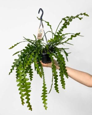 Zig-Zag kaktus / Rybí kost kaktus (Epiphyllum anguliger) (M)