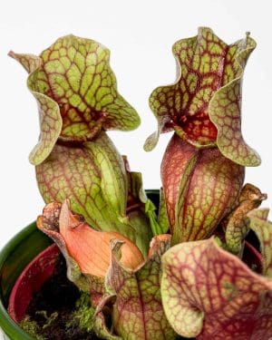 Masažravka Sarracenia purpurea venosa 'Sylwia' (M)