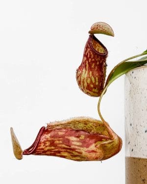 Malajská láčkovka 'Gaya' (Nepenthes) (S)