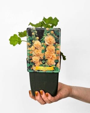 Topolovka růžová 'Double Apricot' (Alcea rosea) (M)