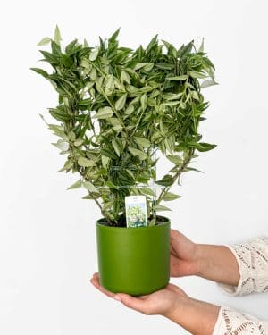 Voskovka bella (Hoya) (M)