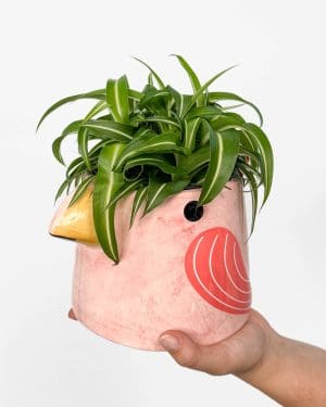 Zelenec chocholatý 'Bonnie' (Chlorophytum comosum) (M)