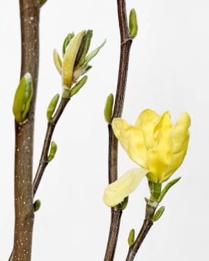 Žlutá magnolie 'Daphne' (Magnolia) (XL)