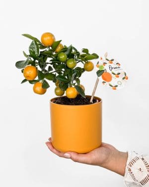 Pokojová mandarinka/Kalamondin (Citrus x microcarpa) (M)