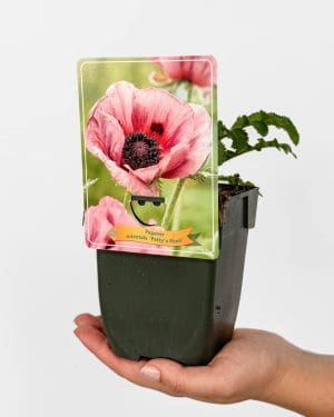 Turecký mák 'Patty's Plum' (Papaver orientale) (M)