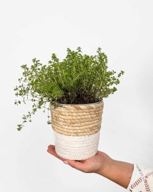 Mateřídouška citrónová (Thymus x citriodorus 'Aureus') (M)