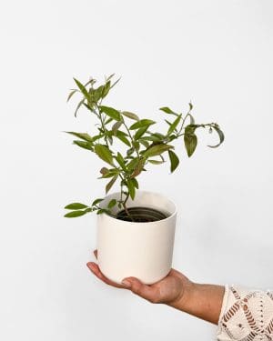 Borůvka 'Pink Lemonade' (Vaccinium corymbosum) (S)