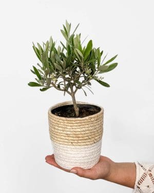 Olivovník (Olea europaea) (M)