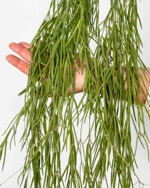 Voskovka linearis (Hoya) (M)