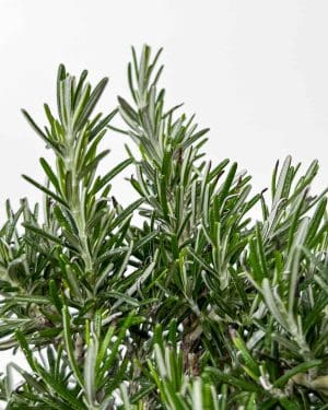 Rozmarýn převislý  (Rosmarinus officinalis 'Prostratus') (M)