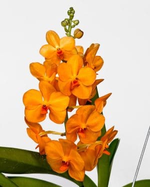 Orchidej Vanda - oranžová