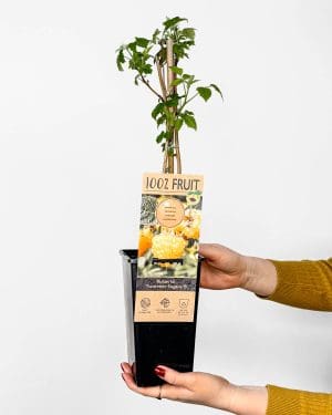 Žlutá malina 'Sugana Yellow' - dvakrát plodící (Rubus idaeus) (M)