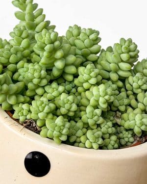 Burro's tail (Sedum burrito) (S)