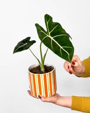 Alokázie 'Frydek' (Alocasia micholitziana) (M)