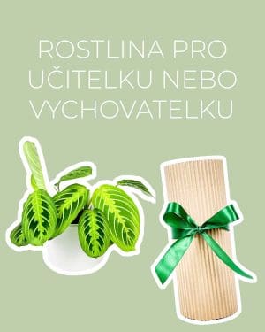 Dárek - Rostlina pro učitelku nebo vychovatelku (Maranta Lemon Lime)