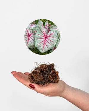 Kaládium 'Fiesta' (Caladium) (jumbo hlíza)