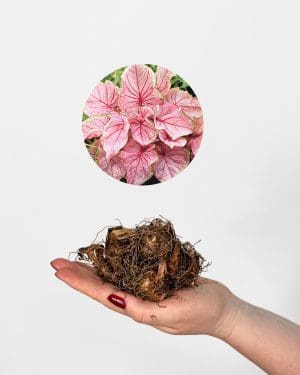 Kaládium 'Florida Sweetheart' (Caladium) (jumbo hlíza)