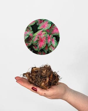 Kaládium 'Red Flash' (Caladium) (jumbo hlíza)