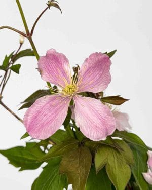 Plamének 'Pink Perfection' (Clematis montana) (M)