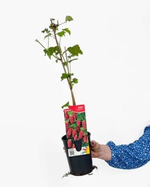 Tayberry (Rubus 'Tayberry') (M)