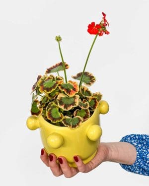 Pelargonie 'Contrast' (Pelargonium) (S)